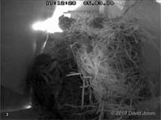 CCTV image of Sparrows in Swift box (upper), 5 March