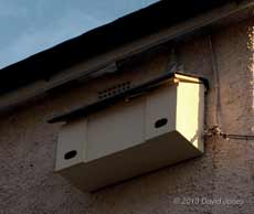 Starling nestbox, now up on the house wall, 5 March