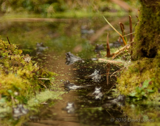 Frogs gathering in the big pond, 12 March
