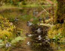 Frogs gathering in the big pond, 12 March