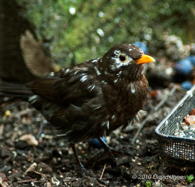 Blackbird 'Scruffy', 14 March