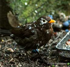 Blackbird 'Scruffy', 14 March