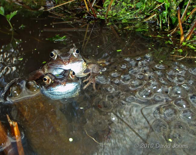 The first frogspawn of the year, 14 March