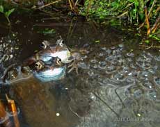 The first frogspawn of the year, 14 March