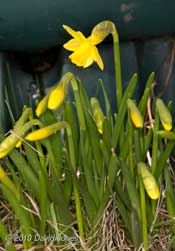 The first daffodil of the year, 16 March