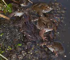Frogs and frogspawn - 1, 16 March