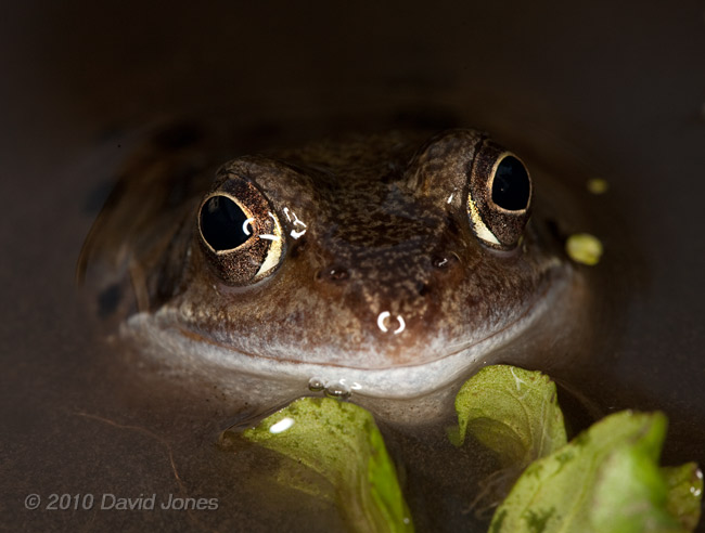 A frog smiles for the camera, 16 March