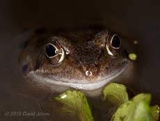 A frog smiles for the camera, 16 March