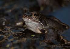 A frog rests against frogspawn, 16 March