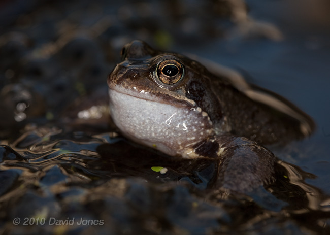 A frog rests against frogspawn and croaks, 16 March