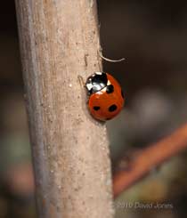 The first ladybird (7-spot) of the year, 16 March