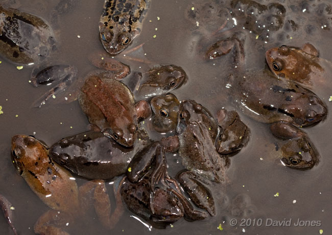 Frogs gather amongst the frogspawn - 2a