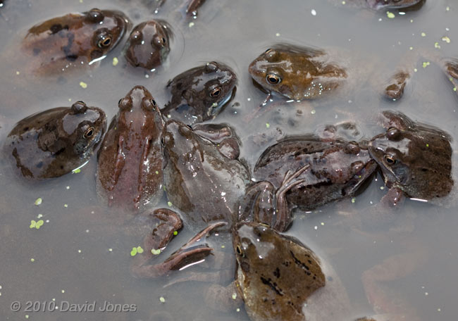 Frogs gather amongst the frogspawn - 2b