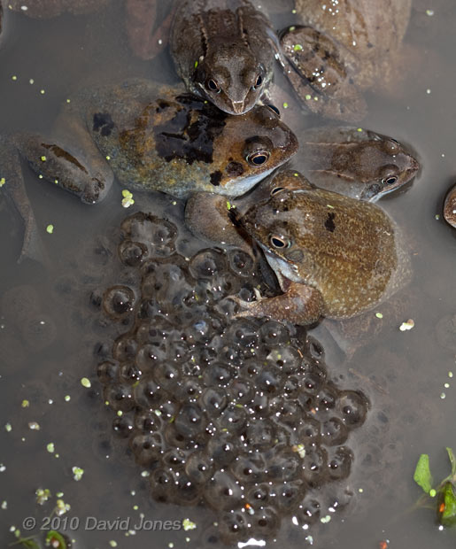 Frogs gather amongst the frogspawn - 2c