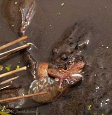 Frogs in amplexus, 18 March