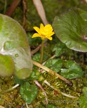 First Lesser Cellandine flower to open this year,  21 March