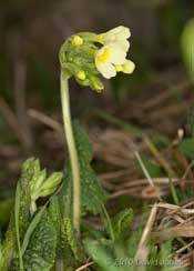 First Cowslip flowers to open this year,  21 March