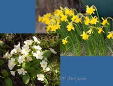 Daffodils and Primroses with no slug damage,  21 March