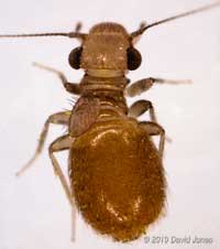  Barkfly (Lepinotus patruelis) found in Sparrow nest, 26 March