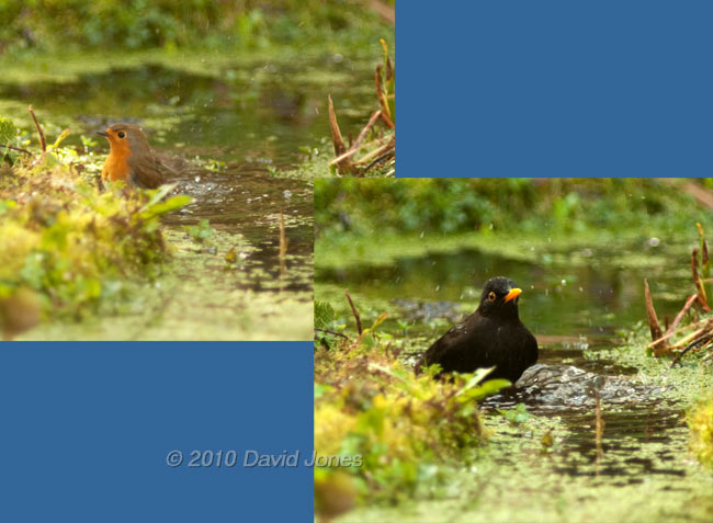 Male Blackbird (and Robin) bathes in pond, 26 March