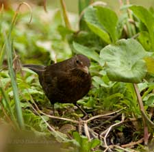 Female Blackbird forages near small pond, 26 March
