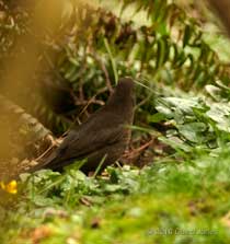 Female Blackbird with dried grass for her nest, 26 March