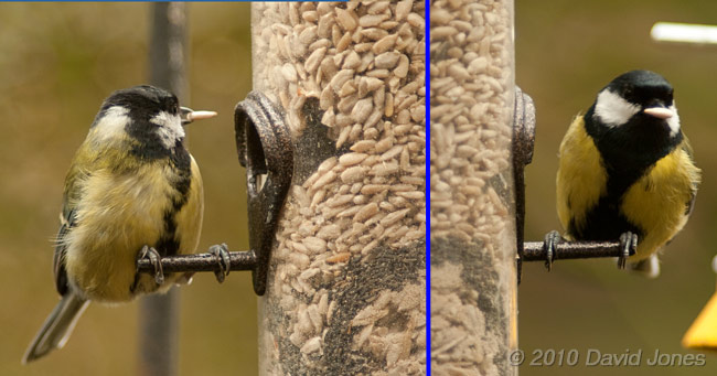 The Great Tit pair collect sunflower kernels, 26 March