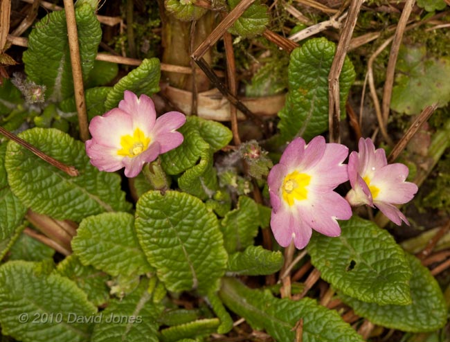 Pink Primroses start flowering, 25 March