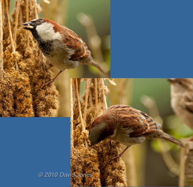 Male House Sparrow feeds on millet, 26 March
