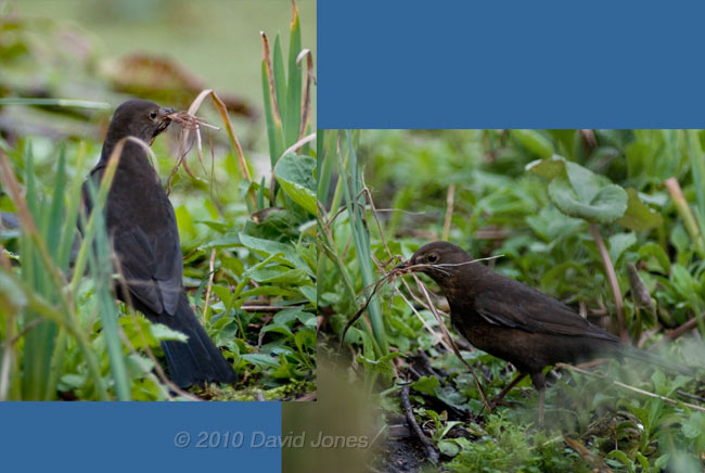 Male Blackbird gathers more nesting materials, 28 March