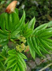 Flower buds on the Rowan, 1 May