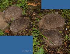 Hedgehogs engaged in courtship, 2 May