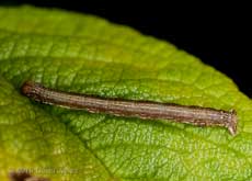 Looper caterpillar on Rosa Rugosa, 9 May