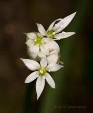 Wild Garlic comes into flower, 9 May