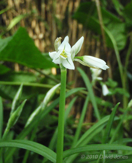The first Triangular-stemmed Garlic comes into flower, 12 May