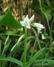 The first Triangular-stemmed Garlic comes into flower, 12 May