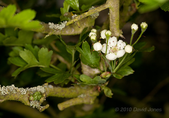 The first flower opens on the Hawthorn, 13 May - 1