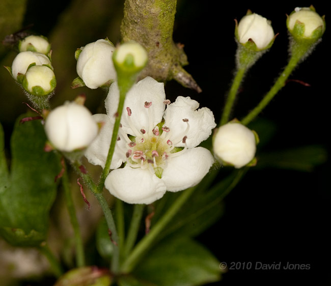 The first flower opens on the Hawthorn, 13 May - 2