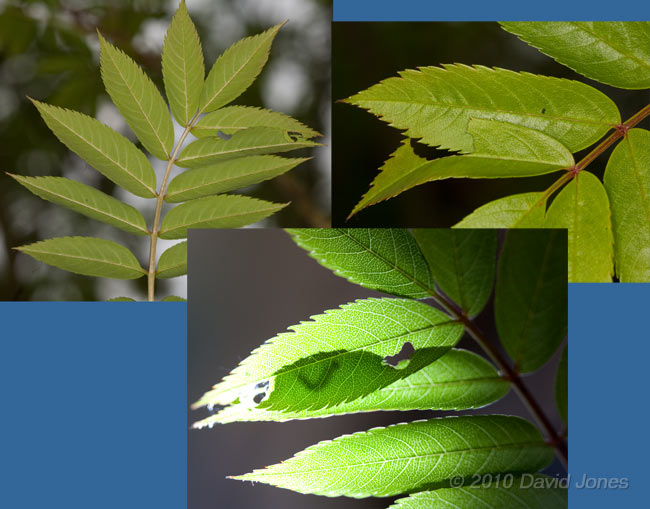 A caterpillar hides between leaflets on the Rowan, 13 May