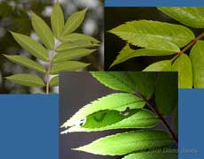 A caterpillar hides between leaflets on the Rowan, 13 May