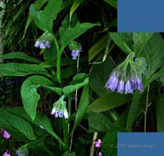 Comfrey in flower, 15 May