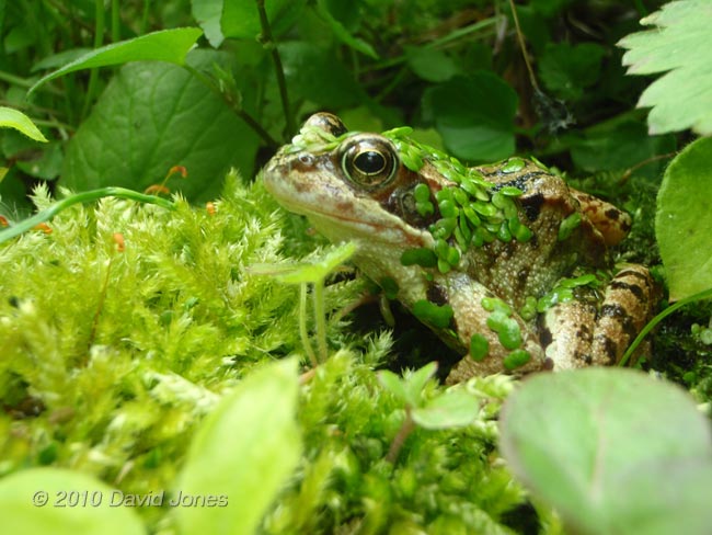 A frog looks out over the small pond, 20 May