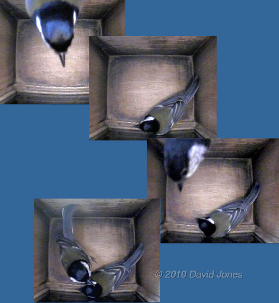 Sequence showing interaction between Great Tit pair in nestbox - 1