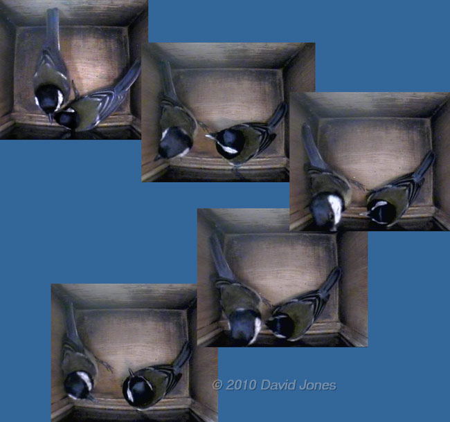 Sequence showing interaction between Great Tit pair in nestbox - 2
