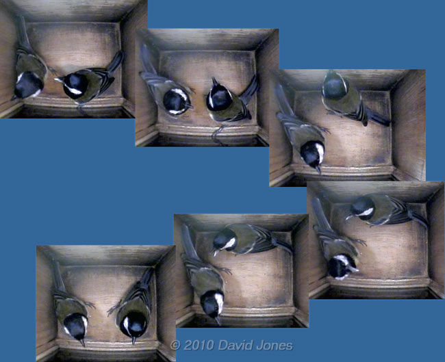 Sequence showing interaction between Great Tit pair in nestbox - 3