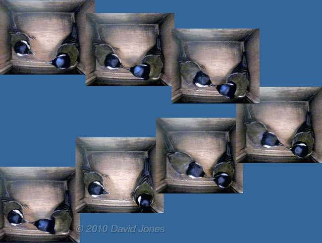 Sequence showing interaction between Great Tit pair in nestbox - 4