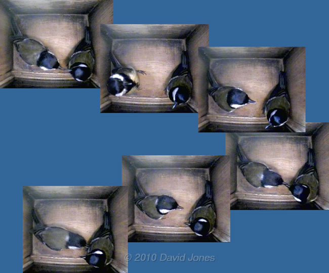 Sequence showing interaction between Great Tit pair in nestbox - 5