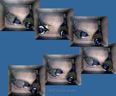 Sequence showing interaction between Great Tit pair in nestbox-5