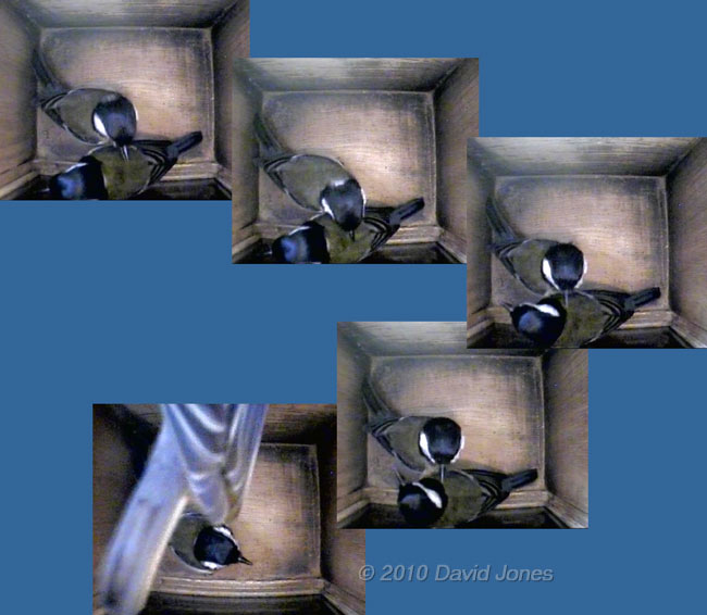 Sequence showing interaction between Great Tit pair in nestbox - 6