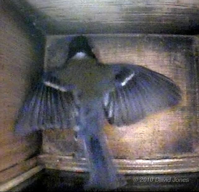 Female Great Tit performs a shuffle, 1 April